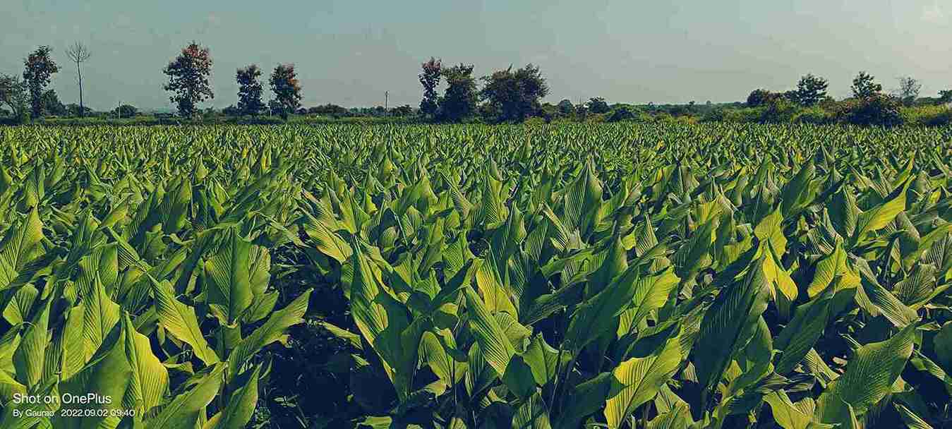 Turmeric Farms from Waigoan.